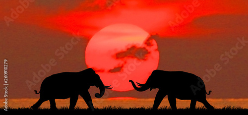 silhouette elephants in the landscape on blurry sunset.