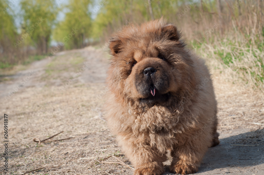Fototapeta premium dog pet chow chow runing on road