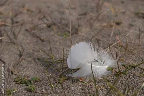 Small white feather on the sandy beach. photo