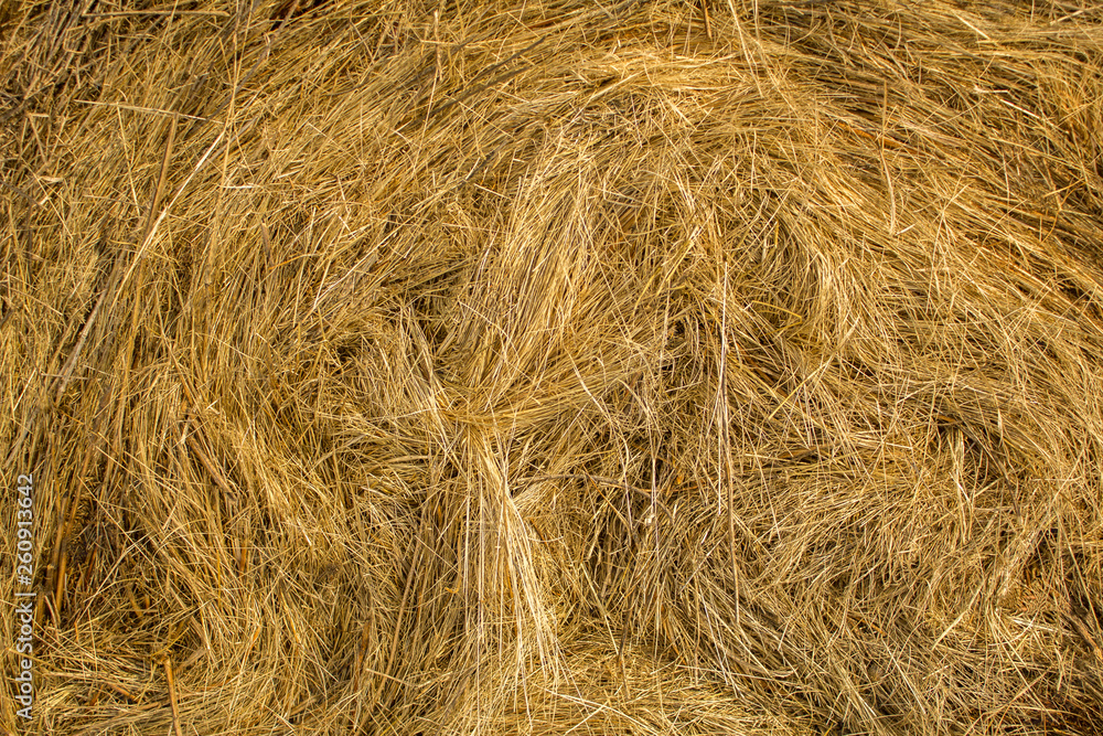 dry yellow hay in a stack close-up. natural surface texture