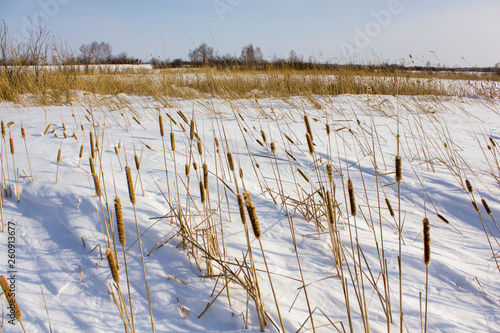 Fototapeta Naklejka Na Ścianę i Meble -  dry yellow reed in white snow against the backdrop of the winter forest