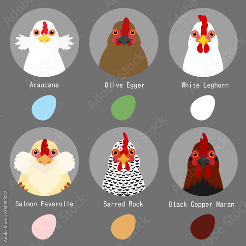 chicken breeds and egg colors set