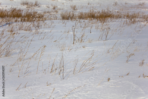 Wallpaper Mural yellow dry grass sticks out of white snow in a winter field Torontodigital.ca