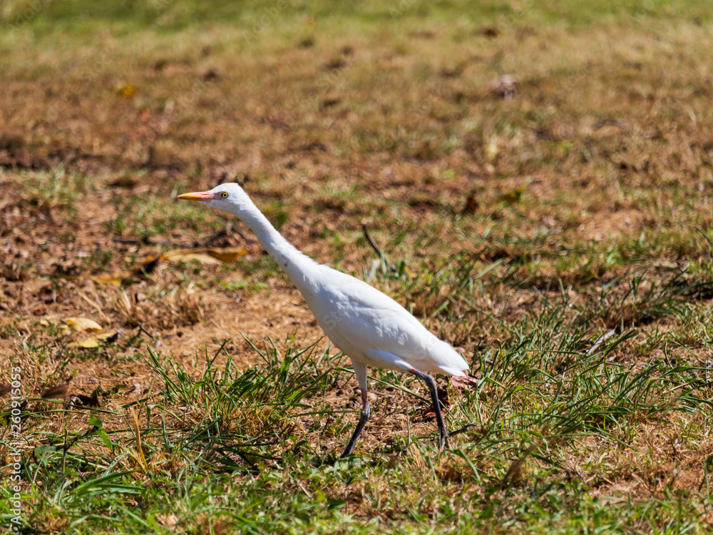 Fototapeta premium Running Wild White Egret
