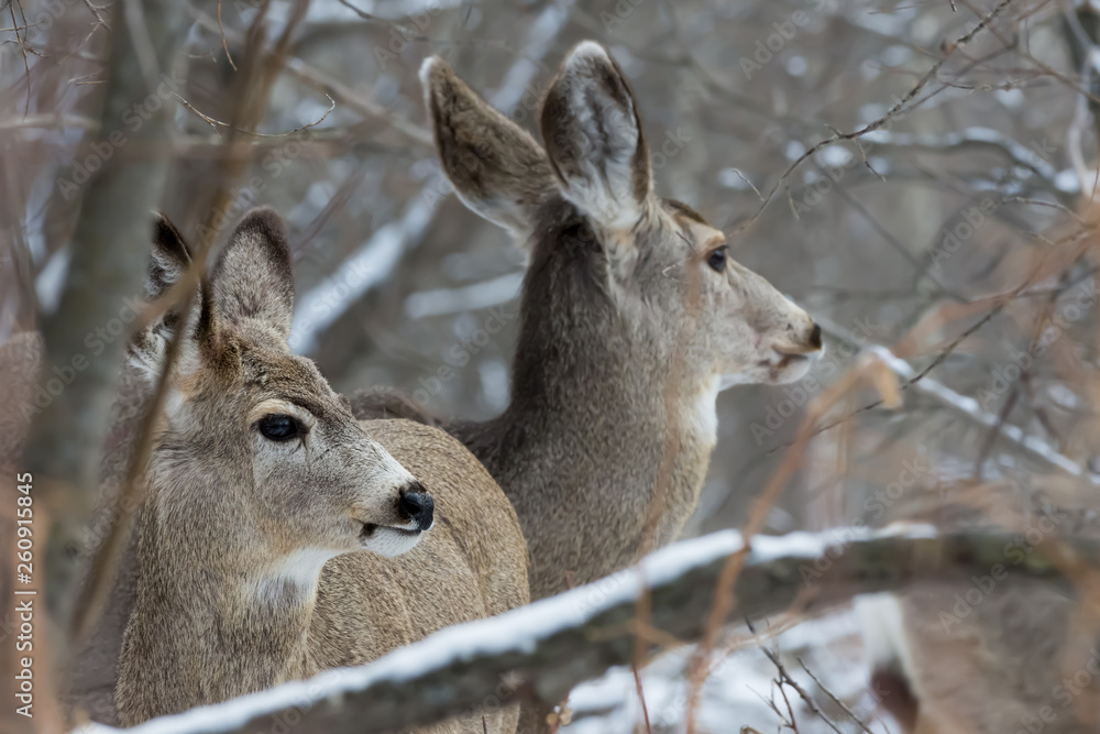 Two Mule Deer (Odocoileus hemionus) Looking Out For Danger Two Mule Deer (Odocoileus hemionus) Looking Out For Danger