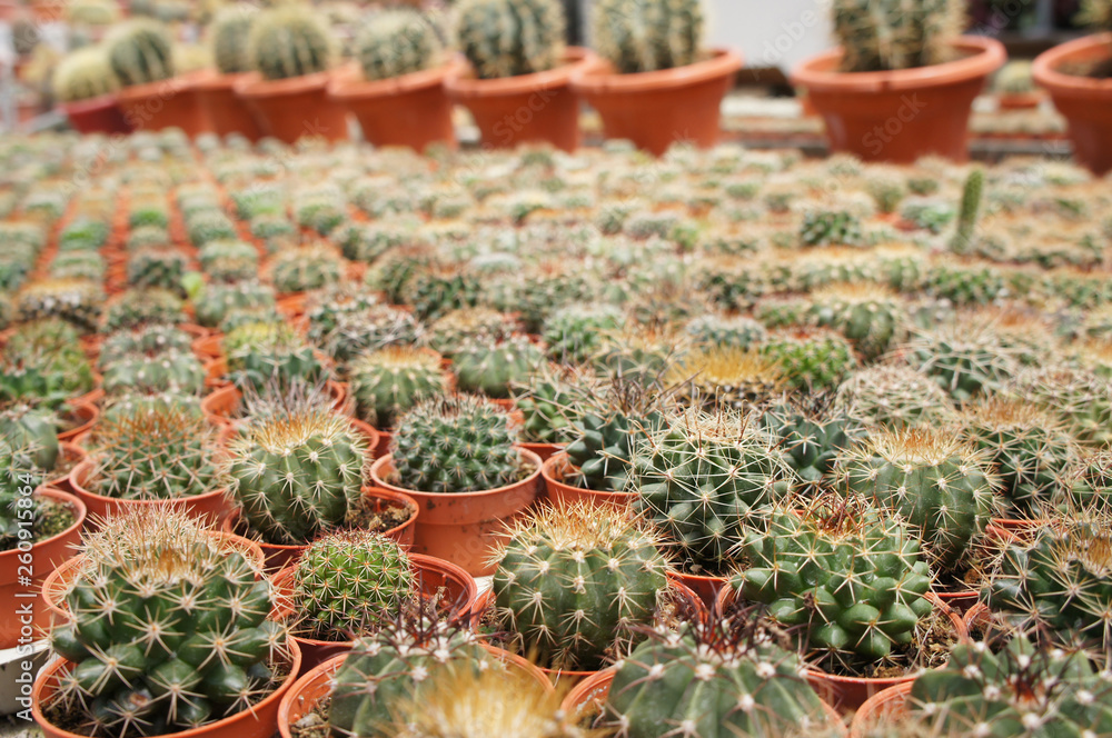 Selected focused on a group of small and colourful cactus planted in small plastic pots. The cactus will be used as indoor decoration. Sale to the customer as income for farmers. Selected focused on a group of small and colourful cactus planted in small plastic pots. The cactus will be used as indoor decoration. Sale to the customer as income for farmers.