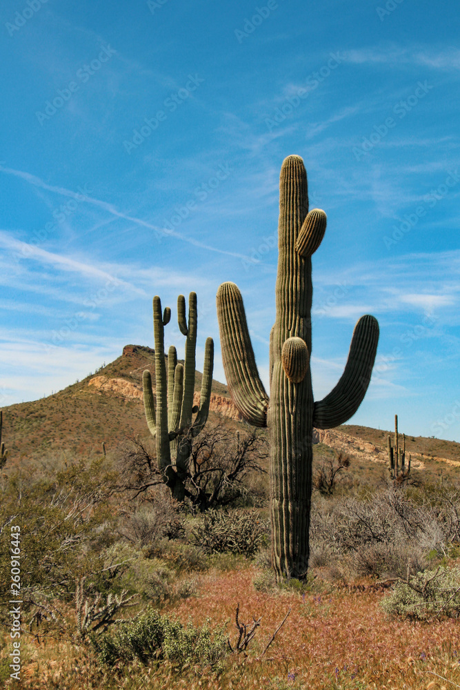 Saguaros at Brown's Ranch in Scottsdale Arizona