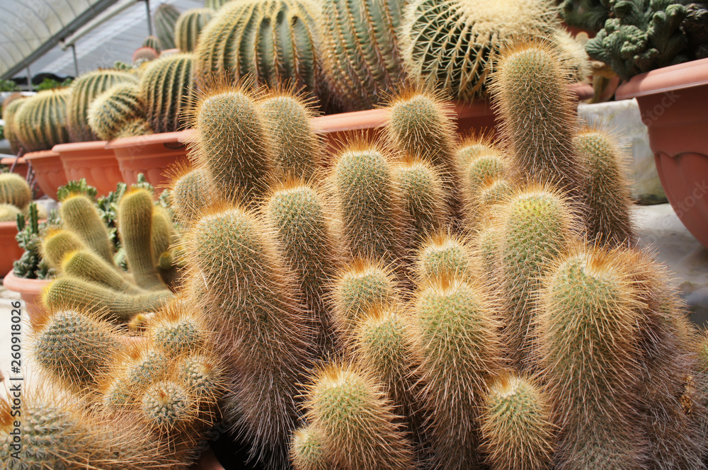 Selected focused on a group of small and colourful cactus planted in small plastic pots. The cactus will be used as indoor decoration. Sale to the customer as income for farmers. Selected focused on a group of small and colourful cactus planted in small plastic pots. The cactus will be used as indoor decoration. Sale to the customer as income for farmers.