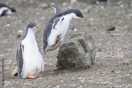 Two Gentoo penguin chicks, one jumping up on a rock and one watching, Aitcho Islands, South Shetland Islands, Antarctica
