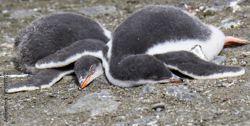 Two cute Gentoo penguin chicks sleeping arm in arm on the ground, Aitcho Islands, South Shetland Islands, Antarctica photo