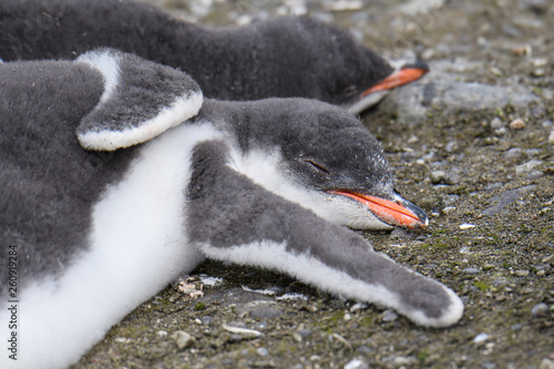 Two cute Gentoo penguin chicks sleeping arm in arm on the ground, Aitcho Islands, South Shetland Islands, Antarctica photo