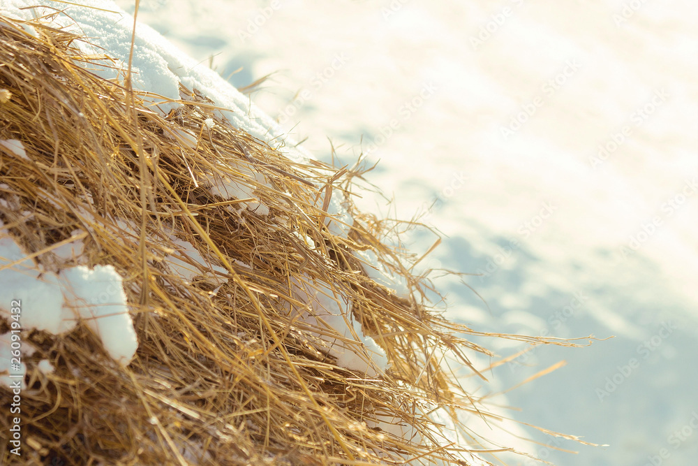 Dry grass in the wind Dry grass in the wind