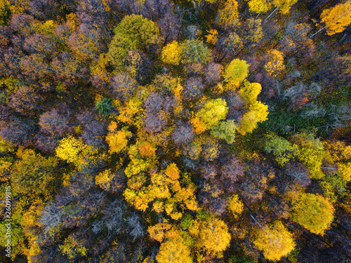 Autumn forest aerial drone view.