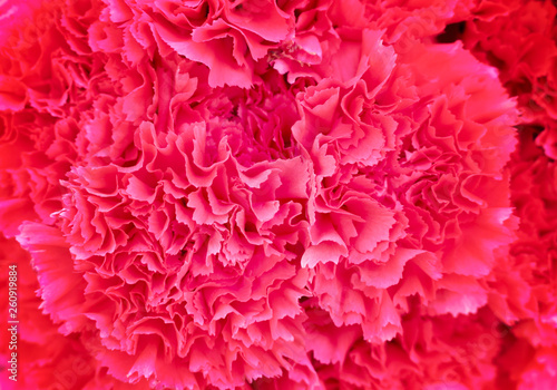 Ornamental colorful red carnation flowers blooming top view for background