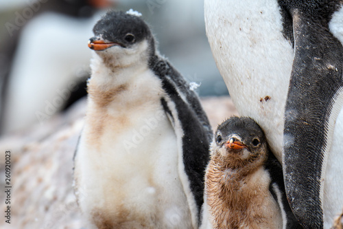 Gentoo Penguin family in a rookery, parent and two chicks, one chick with snow on it’s head, Gonzales Videla Station, Paradise Bay, Antarctica photo