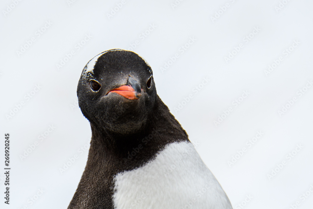 Φωτογραφία Close up of Gentoo Penguin with look of intense focus, Paradise Harbor, Antarcti
