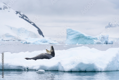 Leopard Seal yawning and resting on an iceberg, snow covered mountains and additional icebergs in the background, Paradise Harbor, Antarctica