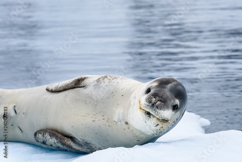 Close up of Leopard Seal resting on an iceberg in Paradise Harbor, Antarctica