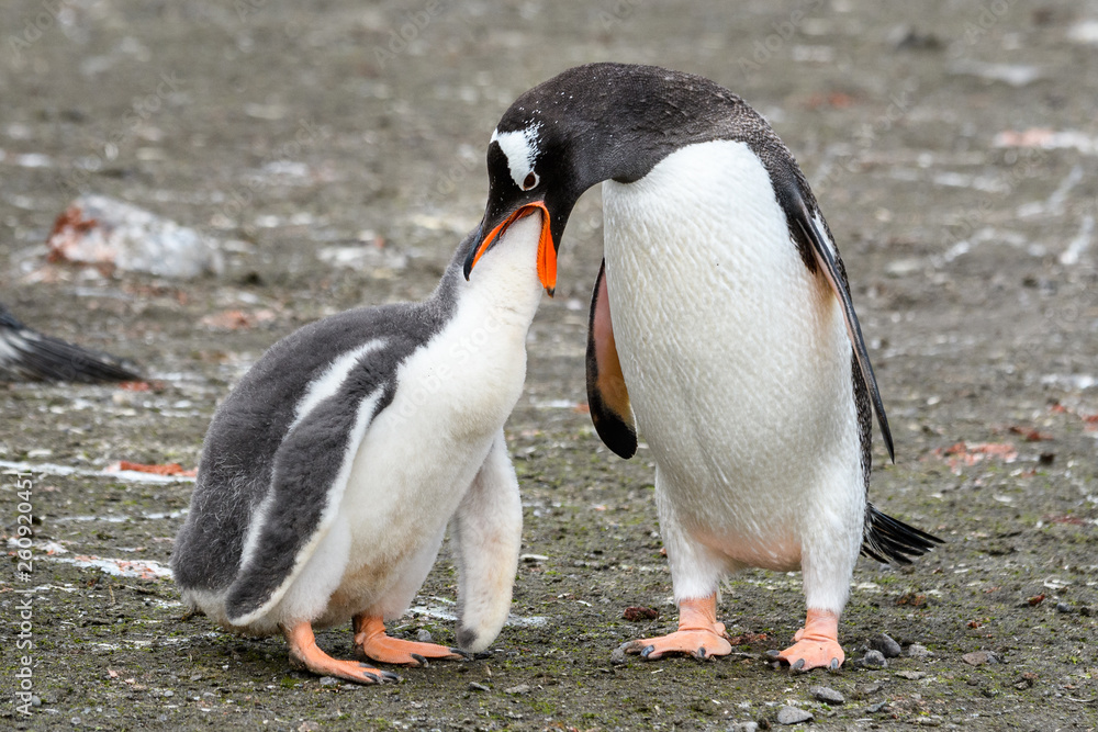 Naklejka premium Gentoo penguin parent feeding large chick, Aitcho Islands, South Shetland Islands, Antarctica