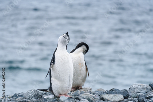 Two Chinstrap penguins on a rocky shore against a water background, Half Moon Island, Antarctica