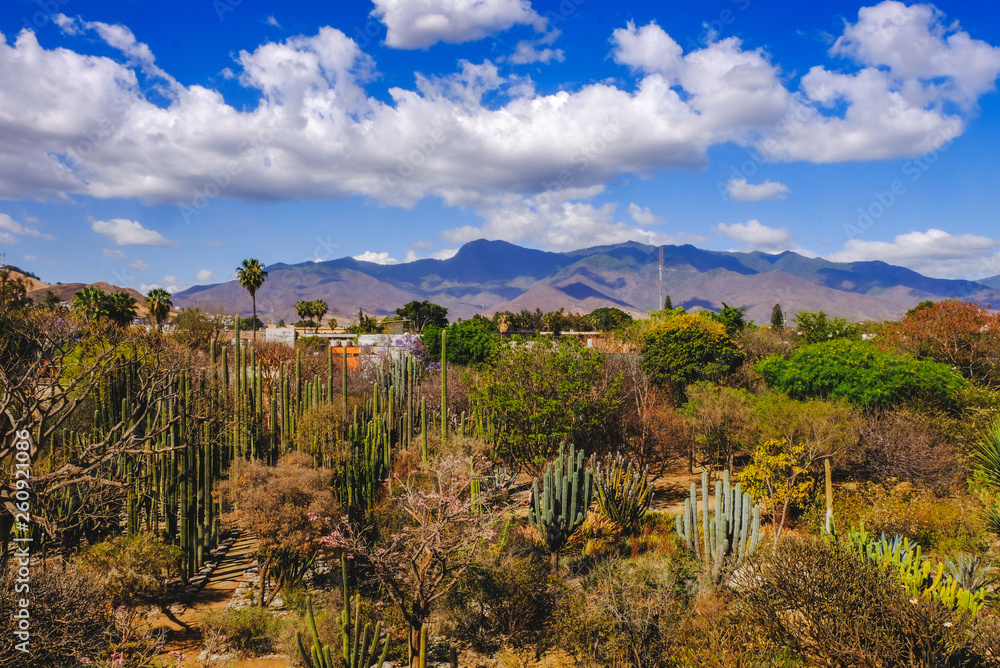 Obraz premium Oaxaca. Mexico. Landscape with cactus trees and blue sky