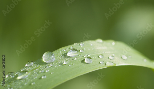 Closeup of fresh thick grass with water drops early in the morning