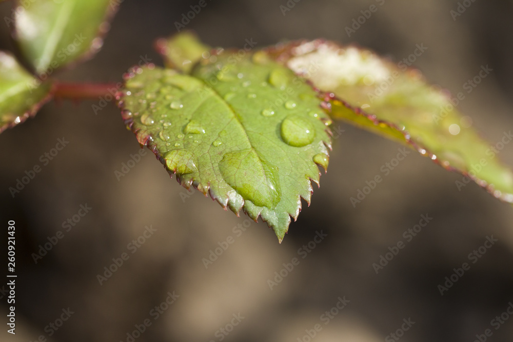 Water Drops on Green leaves in the garden pattern background Water Drops on Green leaves in the garden pattern background