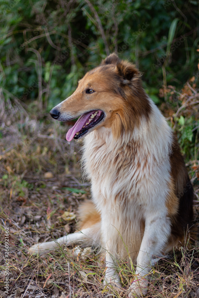 portrait of a dog portrait of a dog