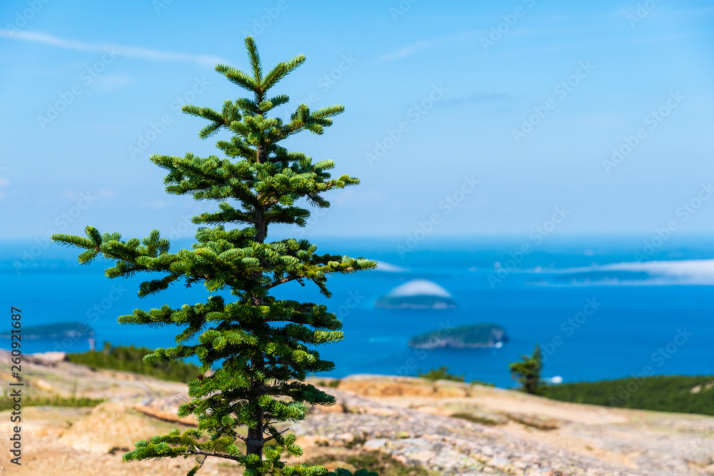 Fototapeta premium Sky Tree