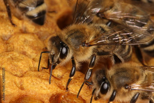 Honeybees on a brood comb photo