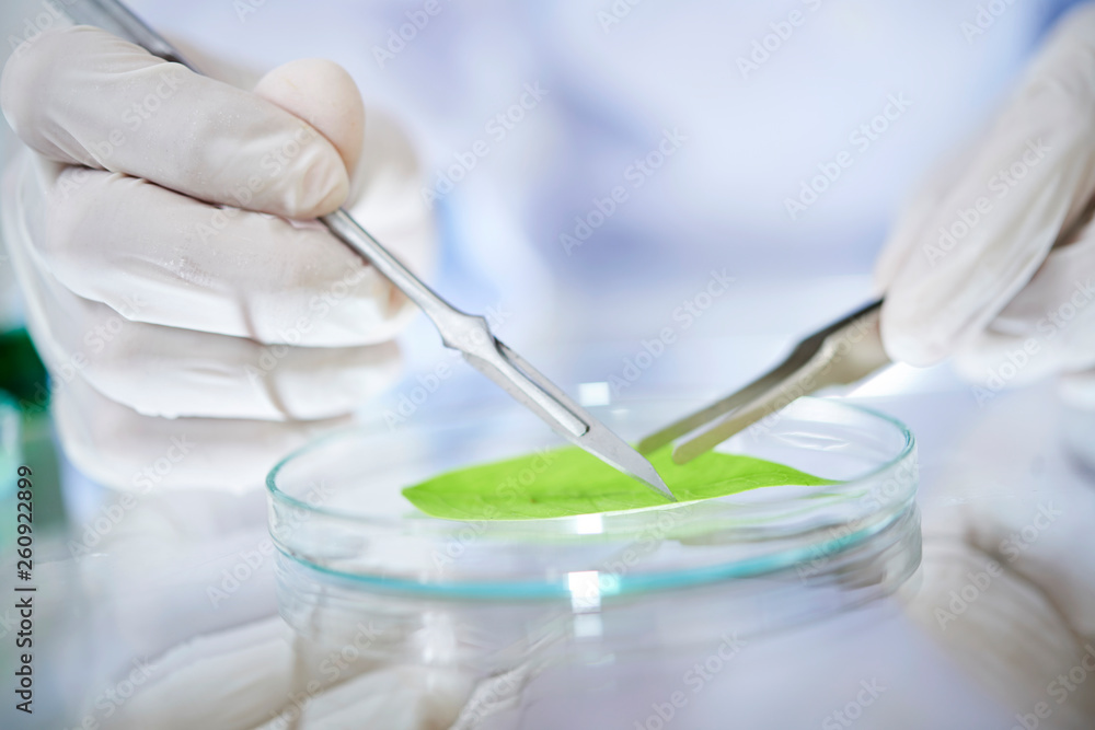 Botanical research in laboratory Botanical research in laboratory
