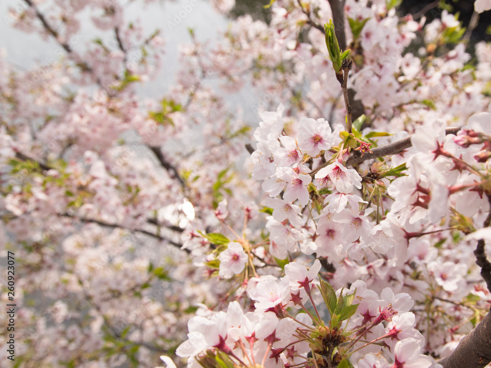 Fototapeta premium 桜と川