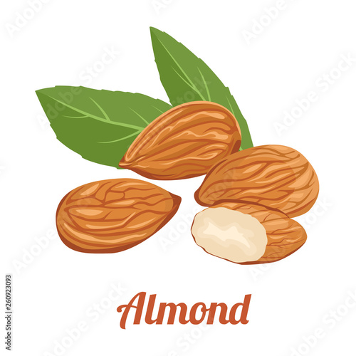 Almond. Whole and half nuts, green leaves. Vector illustration of raw nuts in cartoon simple flat style.