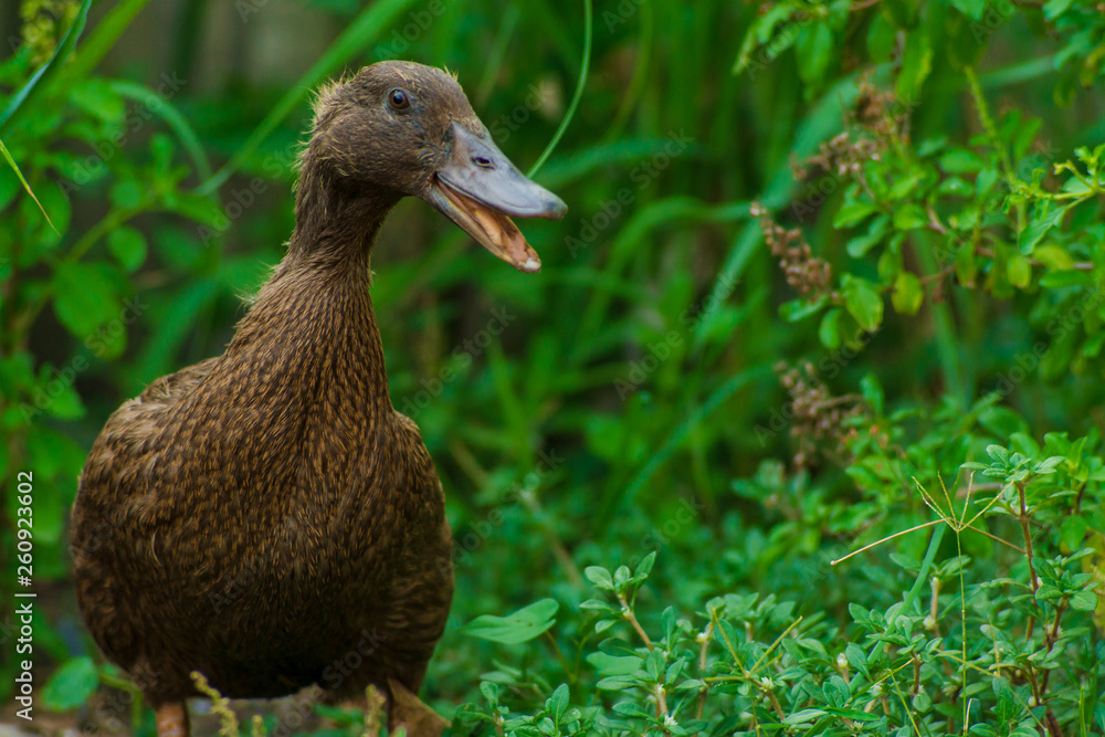 closeup, brown duck face on green background of green leaves. closeup, brown duck face on green background of green leaves.