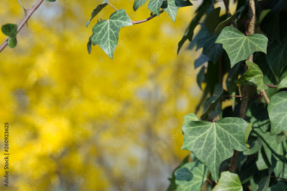 Obraz premium ivy leaves macro with copy space