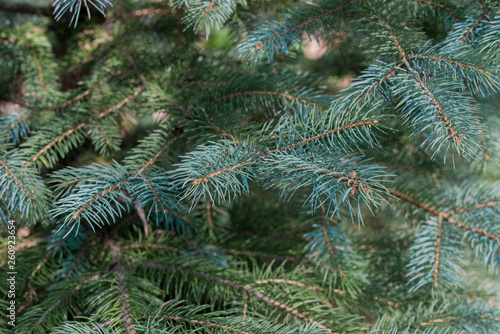 fresh spruce twigs macro