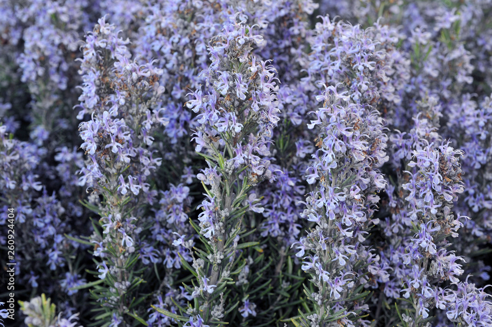 Fototapeta premium Field of beautiful Rosemary in full bloom. Gardening. Herbes de Provence.