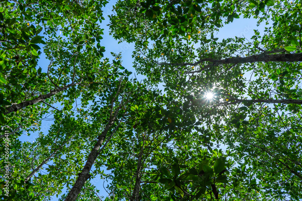 Fototapeta premium Mangrove forest trail