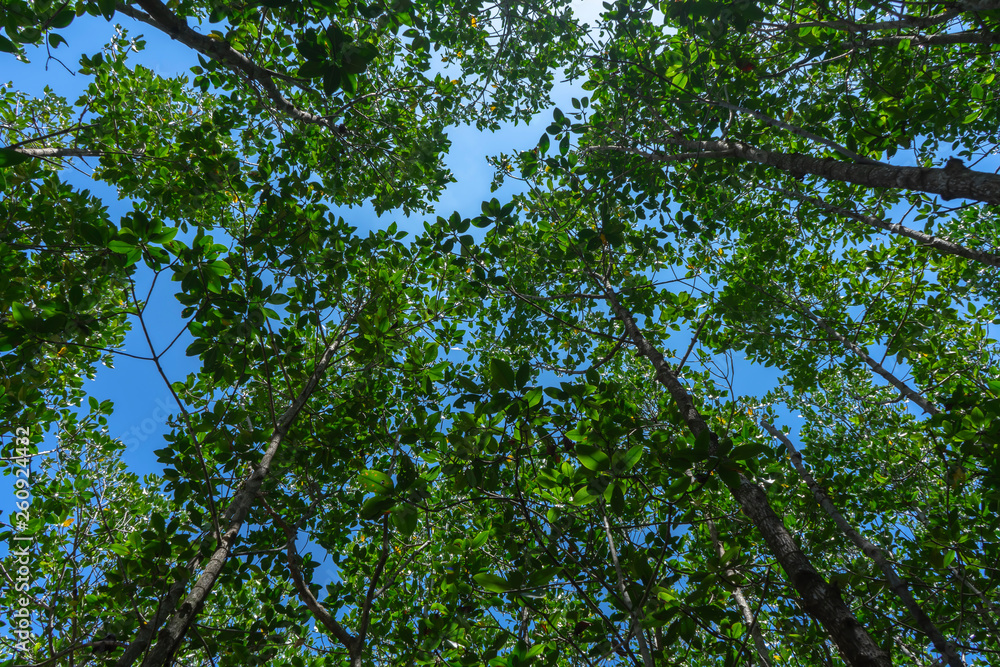 Mangrove forest trail Mangrove forest trail