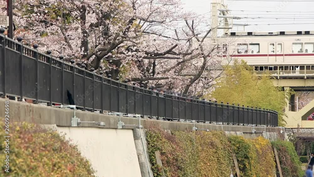 Cherry blossoms and train Cherry blossoms and train