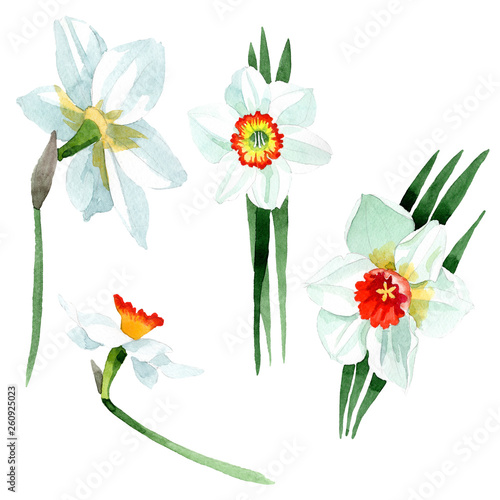 Fototapeta Naklejka Na Ścianę i Meble -  White narcissus floral botanical flower. Watercolor background set. Isolated narcissus illustration element.