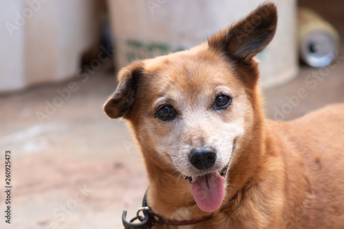 velho cão com olhar triste