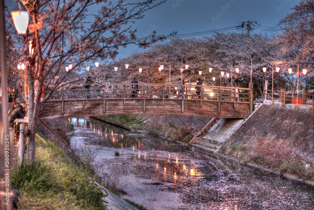 japan 桜 cherryblossm 船橋 funabashi 海老川 spring river 橋 桜 春