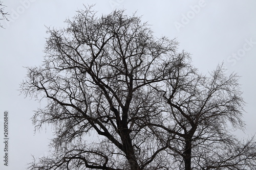 tree silhouette against a gray sky © Виталий Мясников