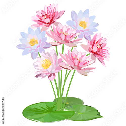 delicate bouquet of pink and blue water lilies with large round leaves isolated on white background