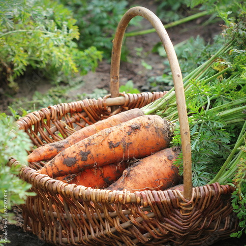 Harvesting carrots. Fresh carrots lying in basket. Fresh carrots picked from the garden.Organic food concept.