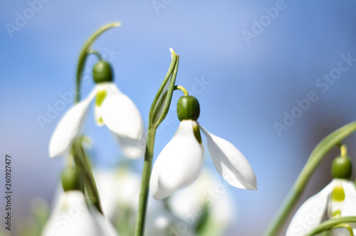 Snowdrop or common snowdrop (Galanthus nivalis) flowers. White flowers against the blue sky with clouds. selective focus. © Valerii