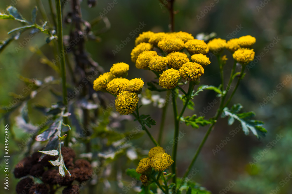 field flower tansy field flower tansy