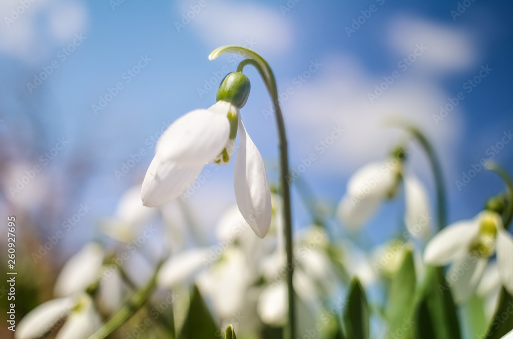 Snowdrop or common snowdrop (Galanthus nivalis) flowers. White flowers against the blue sky with clouds. selective focus. Snowdrop or common snowdrop (Galanthus nivalis) flowers. White flowers against the blue sky with clouds. selective focus.