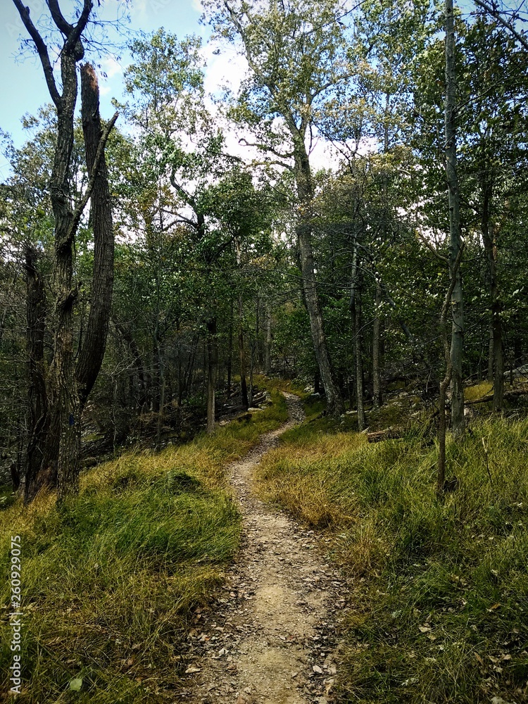 path in the forest